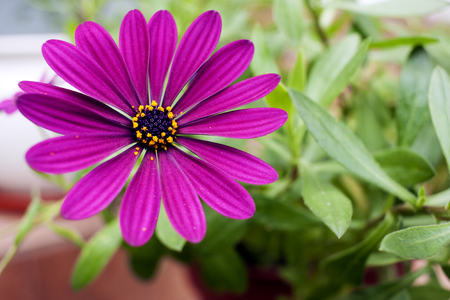 Bouquet of decorative flowersの写真素材