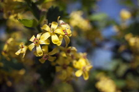 Yellow flowers of golden currant Ribes aureumの写真素材