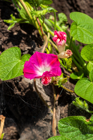 Ipomoea is a beautiful, cultural, species of convolvulus. Ipomoea flowers are large and pleasant to the eyeの写真素材