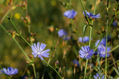 Chicory flowers on meadow. Blooming chicory flowers on a green grass. Meadow with chicory flowers. Wild nature flower. Chicory flowers on field in summer day.の写真素材