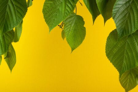 Green young leaves of linden on a green background marbleの写真素材