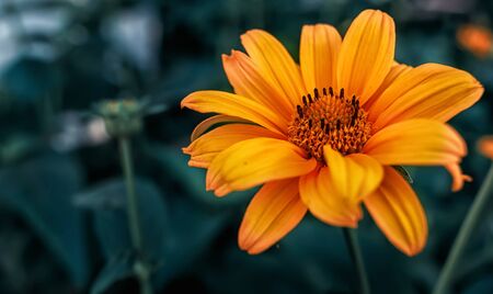In the garden, blooming heliopsis flowersの写真素材