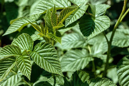 Raspberry bush with green, fresh leaves grows in the gardenの写真素材