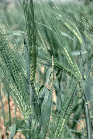 wheat crops blossoming and standing on green grasses plants in agriculture field from rural areaの写真素材