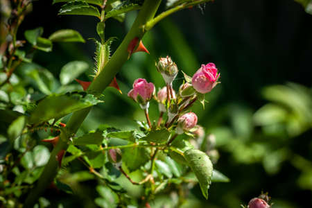 Rose bush with pink flowers in the garden.の写真素材