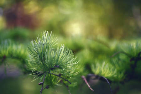 Nature concept for spring design. A branch of the original Japanese pine needles.の写真素材