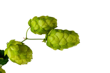 Hop Cones Isolated on the White Background.