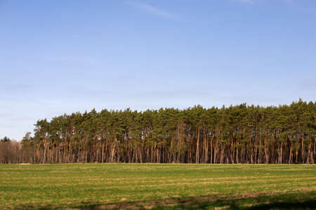 Beautiful tall spruce trees in an open clearing in the forest