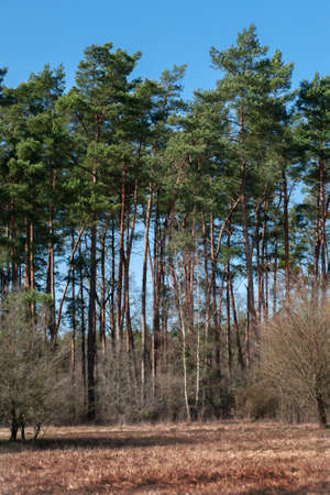 Beautiful tall spruce trees in an open clearing in the forest