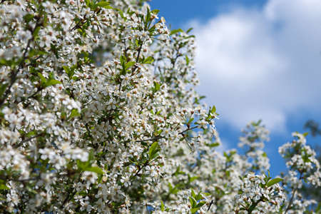 Abundantly flowering cherry tree against a bright blue sky on a bright sunny day