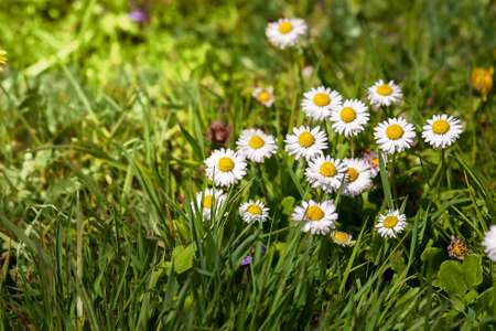 Delicate daisies on a green meadow. First spring wildflowers.の写真素材