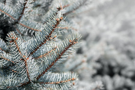 Blue spruce branches. Conifer tree. Seasonal concept. Selective focus.の写真素材