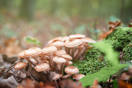 A group of edible mushrooms growing on a stump in the autumn forest. Honey mushrooms.の写真素材