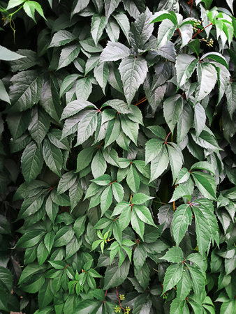 Green wild grapes leaves wall background. The natural texture of the wild grapes leaves, green wall