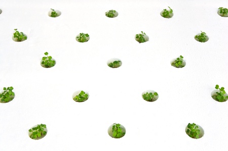 Hydroponic farm の写真素材