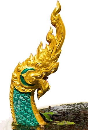Golden naga in white background.の写真素材