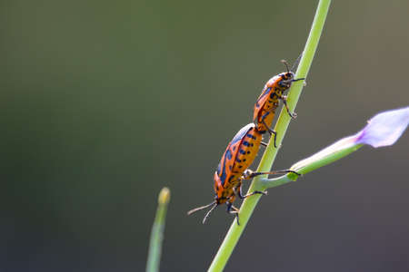 Couple of Graphosoma italicum