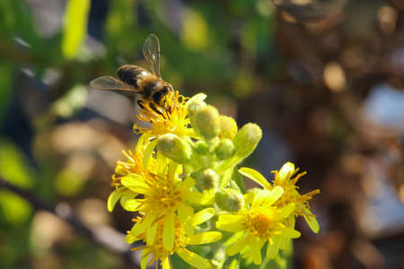 Bee with head full of pollen