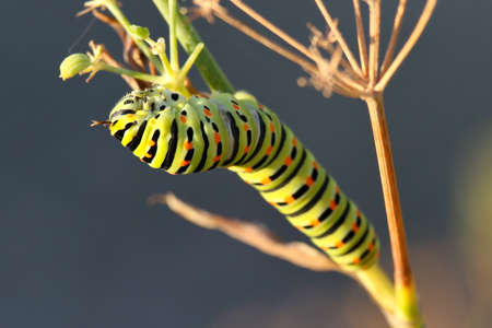 Specimen of Swallowtail caterpillarの写真素材