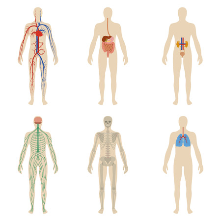 Set of human organs and systems of the body vitality. Vector illustrationのイラスト素材