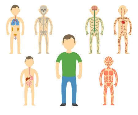 Cartoon man body anatomy. All body systems - Urogenital, Respiratory, Nervous, Circulatory, Skeleton, Digestive and Muscular systems. Vector illustrationのイラスト素材