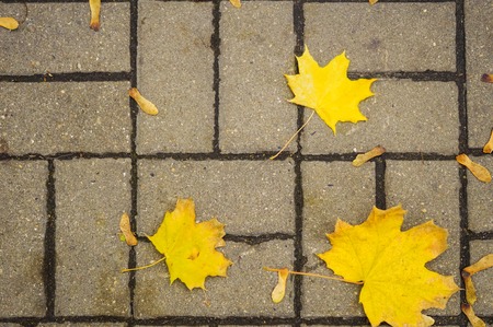 Autumn leaves on the pavement slabの写真素材
