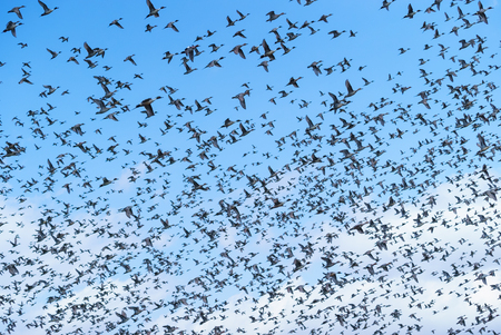 Wintering grounds of Duck (Pintail),japanの写真素材