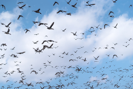 Wintering grounds of Duck (Pintail),japanの写真素材