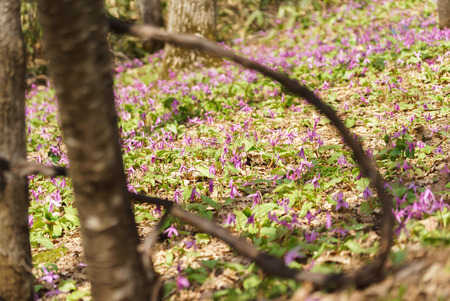 Japanese dog's tooth violet and Corydalis yanhusuoの写真素材