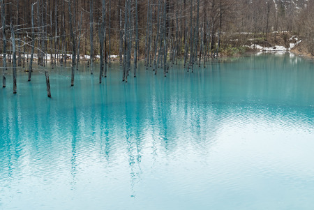 Blue Pond (Aoiike) ,Biei Hokkaido Japan , April 2016の写真素材
