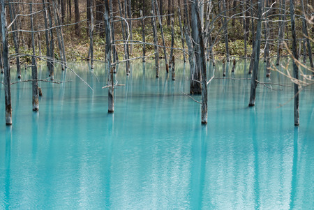 Blue Pond (Aoiike) ,Biei Hokkaido Japan , April 2016の写真素材