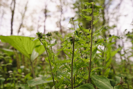 japanese osmundaの写真素材