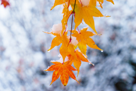 red and yellow fall maple tree covered in snow