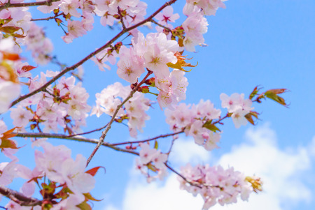 Fantastic cherry blossomの写真素材