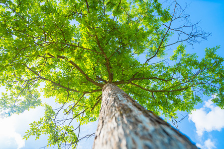 Broadleaf tree in forest