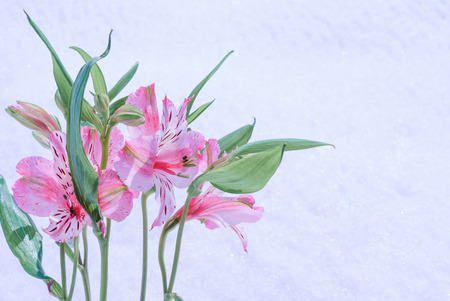 pink lily on snow backgroundの写真素材