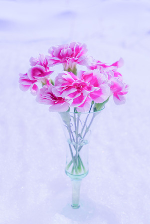 Carnation on snow backgroundの写真素材