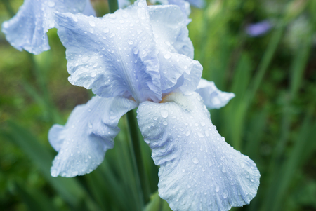 Drop of dew water on a blue iris flowerの写真素材
