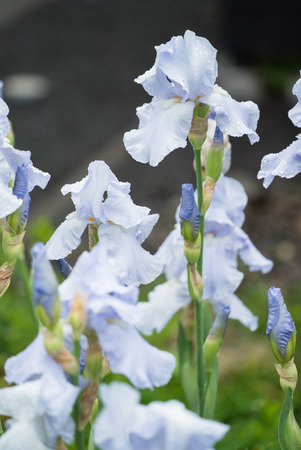 Drop of dew water on a blue iris flowerの写真素材
