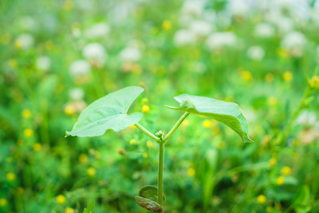 Young sprout in springtime