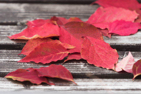 red background of fallen autumn leavesの写真素材