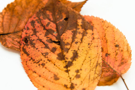 autumn brown leafs on white background