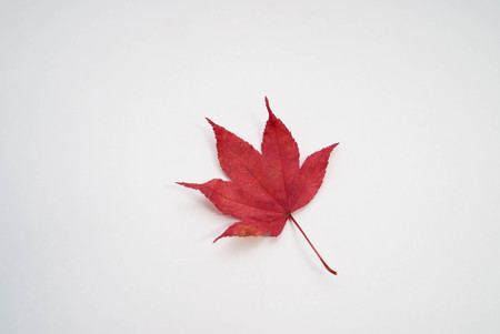 Autumn maple leaf on white background