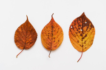 three autumn brown leafs on white background