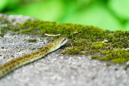 The Japanese rat snake is a medium-sized snake. In Japanese it is known as the aodaishÅ orの写真素材