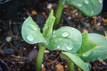 Young sprout in springtime and green soybeans, edamameの写真素材