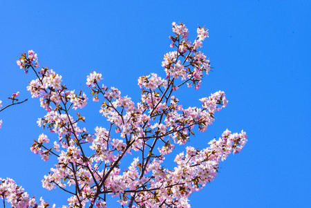 Fantastic cherry blossom