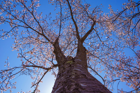 Fantastic cherry blossom