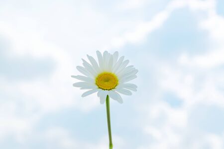 blooming single camomile daisy against blue sky background.の写真素材