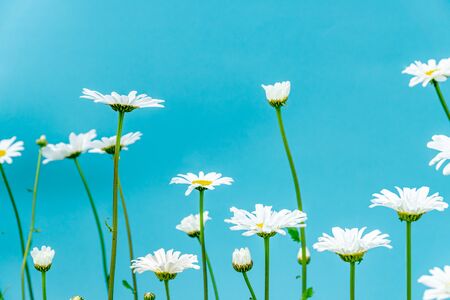 beautiful gerden daisy flowers on blue background. floral arrangement with copy spaceの写真素材